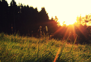 the sun, grass, sunset