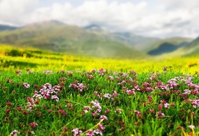 landscape, flowers, mountains, nature, spring, weed