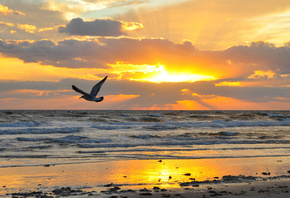sand, sea, wave, beach, the sky, the sun, flight, landscape, sunset, clouds, nature, stones, bird, wings, horizon, flies