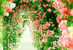 pink, roses, alley, tunnel of roses