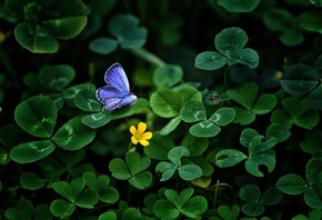 Blue, Butterfly, Clover