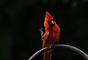 Red, Bird, 