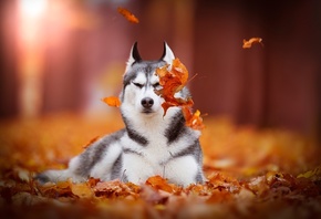 Siberian Husky, , 