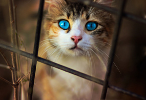 Cat, Blue, Eyes