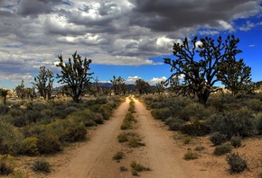 road, desert, USA, Mojave, Joshua Trees