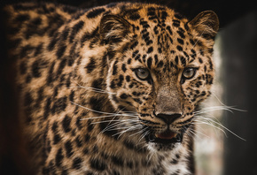 The Amur, leopard, predator, animal