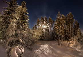 winter, forest, snow, trees, night, the moon, pine