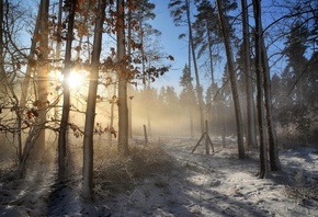 frost, forest, leaves, rays, light, snow, trees, branches, fog, trunks, morning, frost, haze, pine, Sunny
