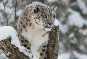 , ,  , , ,  , snow, winter, snow leopard, irbis, bars, wild cat