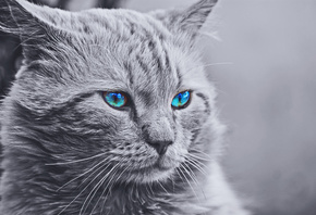 monochrome, cat, with, blue eyes