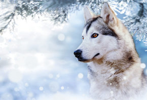 husky, beautiful dog, winter, snow, cute animals, dogs