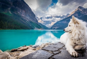 Dog, Lake, Louise