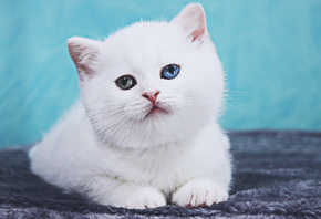 White, British Shorthair, Cat
