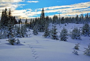 , , , , , Sky, Winter, Snow, Norway, Trees, Vestmarka