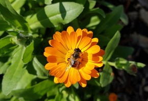 flowers, bees, green, nature