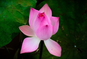   (Nelumbo nucifera), , 