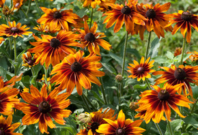 Rudbeckia, , 