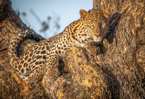 African leopard, Panthera, , , 