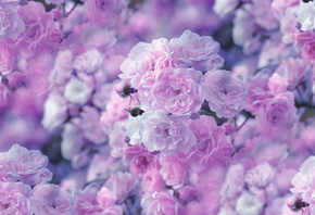 pink roses, pink,  , , 