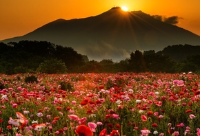 , , , , , , , , , , , , , , ,  , flowers, landscape, trees, fog, the evening, field, mountains, mountain, the sun, maki