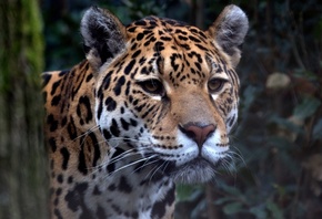 , , , ,  , look, predator, jaguar, zoo, ...
