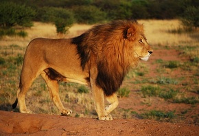 , Lion, , 