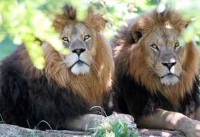 , , , , ,  , face, look, lions, predators, brothers, wild cat