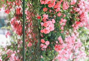 , , , , , , jane ha, flowers, roses, the fence, g ...