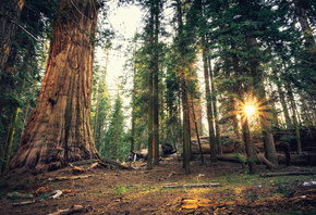 , Sequoia, National Park, , ,  , 