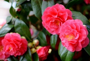 , , , , , , , flowering, leaves, petals, bud, tenderness, pink, camellia