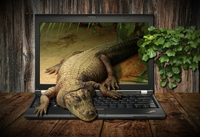  Crocodile, Fantasy, Laptop, Animal, Workplace, Display, , , 