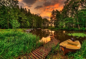 landscape, Forest, Pine Trees, Lake