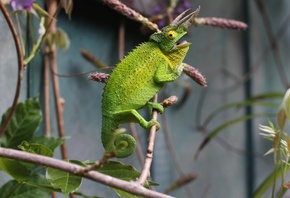 , , , , branches, lizard, chameleon, reptile