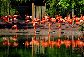 , , , , , Flamingo, Park Chester Zoo, 
