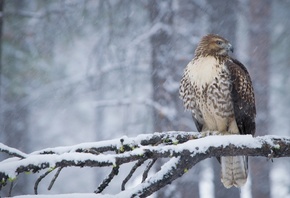 , , , , , , , , snow, forest, winter, branches, bird, beak, feathers, hawk