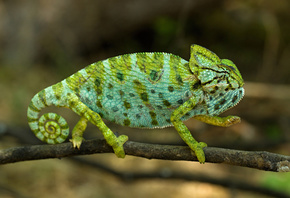 chameleon, green, reptile