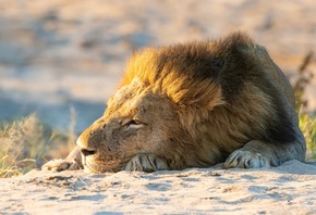 Lions, Sleep, Sand, Animals, photo, , , , 