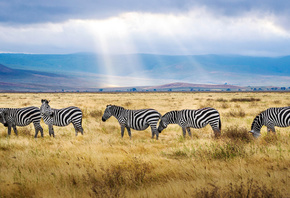zebra, field, wildlife, sunset, Africa, wild animals