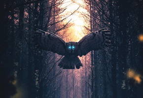  , owl, artwork