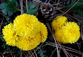 осенние, цветы, октябрь осенние, цветы, октябрь