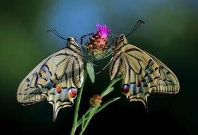 , Papilio machaon, , , 