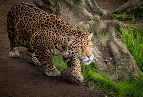 , ,  , predator, jaguar