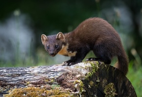 pine marten, , , , , 