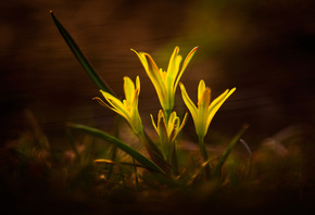 yellow, flowers