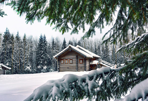 house, needles, pine, snow