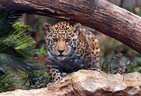 cat, Jaguar, predator, big cat