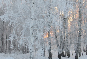 birch, winter, trees