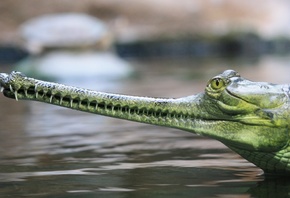 Gharial, , , , 