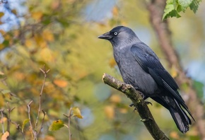 , , Western jackdaw, , 