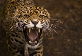 Jaguar, , 